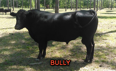 Bully